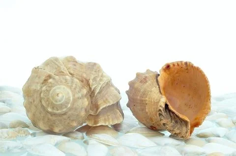 Shell Стоковые фото