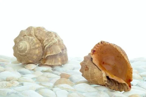 Shell Stock Photos