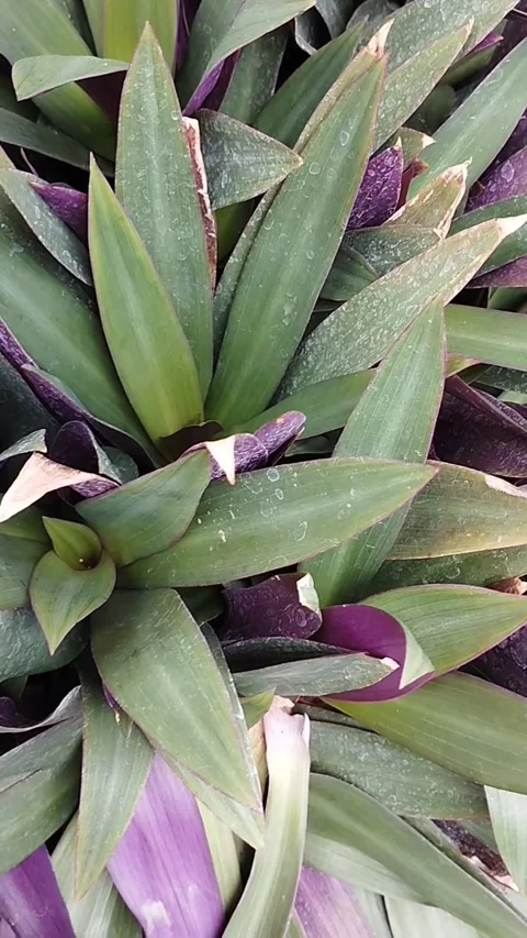The shell pineapple plant is very beautiful Stock Footage 228806908