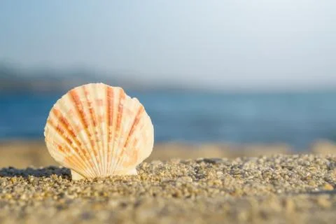 Shell pinned on sand at the beach. Blue sea on background Stock Photos