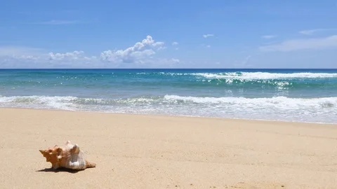 The shell is placed on the beach in a beautiful sky day. Stock-Footage 95785799
