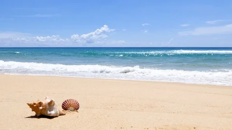 The shell is placed on the beach in a beautiful sky day. Видео 95787481