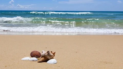 The shell is placed on the beach in a beautiful sky day. 库存影片 95821896