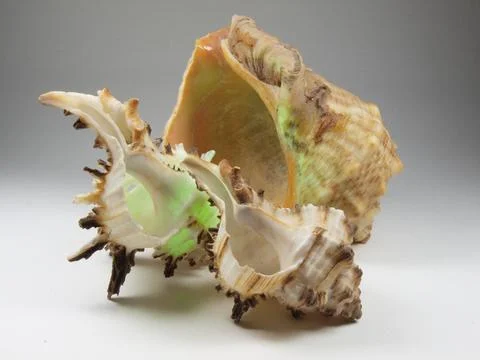 Shell. Product photography Stock Photos