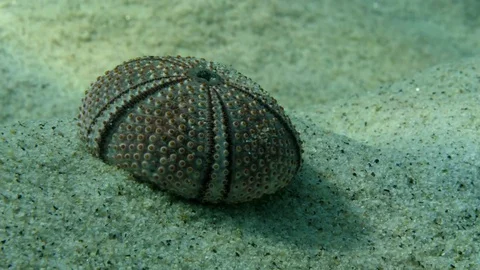 Shell purple sea urchin, Macro close up hard  Stock Footage 82633055