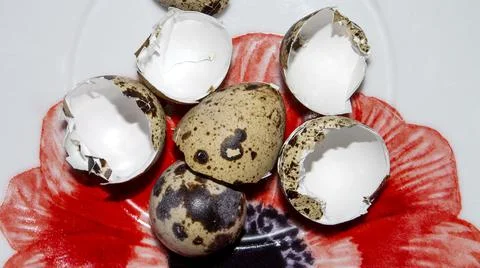 The shell of quail eggs.Empty quail eggs.An empty eggshell. Foto stock