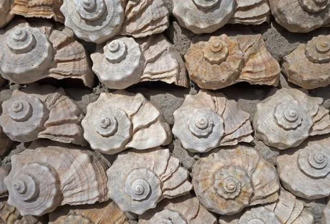 Shell Rapa whelk Stock Photos