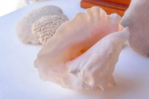 Shell Rapan on a table on the background of petrified corals Stock Photos