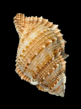 Shell rapana Stock Photos