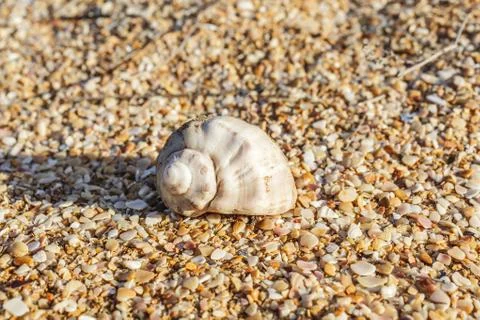 Shell Rapana venosa 스톡 사진