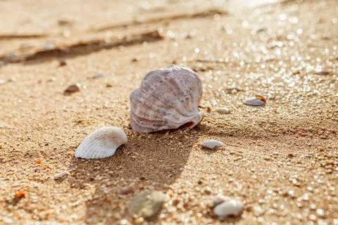 Shell Rapana venosa 库存照片