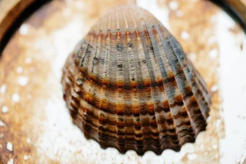 The shell of a red-colored shell lies on a rusty mirror or glass. Close-up Foto stock