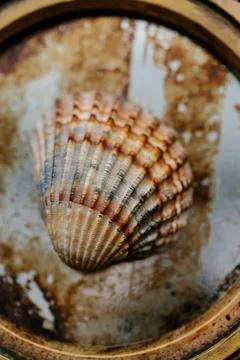 The shell of a red-colored shell lies on a rusty mirror or glass. Close-up Stock Photos