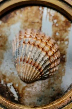 The shell of a red-colored shell lies on a rusty mirror or glass. Close-up Stock Photos