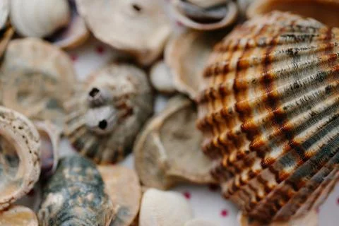 The shell of the red shell lies on the rocks. Close-up Stock Photos