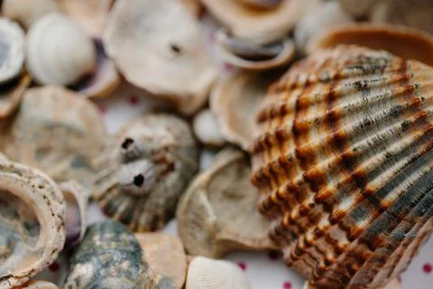 The shell of the red shell lies on the rocks. Close-up Stock Photos