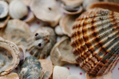 The shell of the red shell lies on the rocks. Close-up Stock Photos