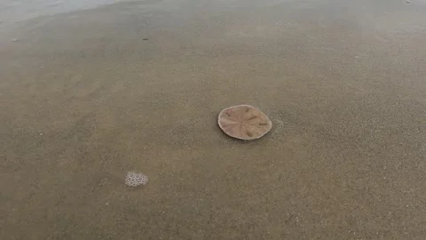 Shell Reflection on Wet Sand at Sunset Stock Footage 301732880
