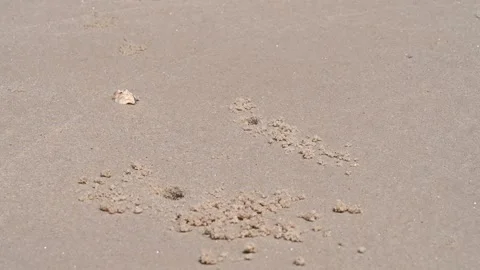 Shell resting beside sand patterns at Tubkaek Beach Stock Footage 336718269
