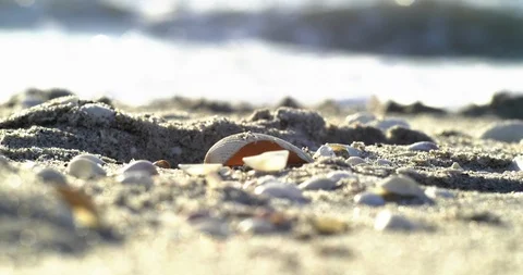 Shell Resting On The Sand Stock Footage 98222461