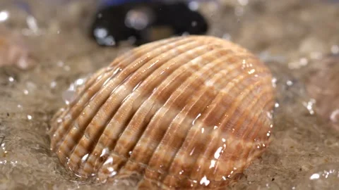 Shell resting in water on sandy beach during low tide in warm afternoon light Stock Footage 322791324