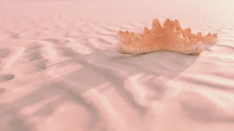 Shell rests on sandy beach during sunset with soft shadows around Stock Footage 344056258