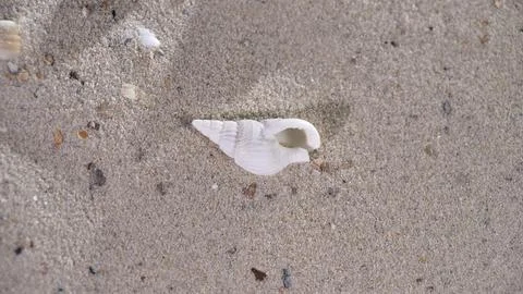 Shell rests on sandy beach near the shore during bright midday sun 写真素材