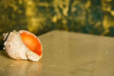 Shell rests on a surface with a textured background in a simple indoor settin Stock Photos