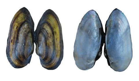 Shell of a river mollusk (Unio) Stock Photos