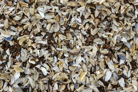 Shell rock and small pebbles on the shore close-up, sea coastline. Foto stock