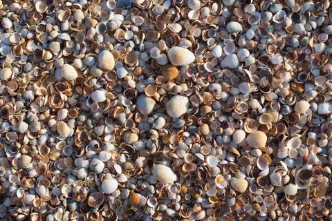 Shell rock backgroung Stock Photos