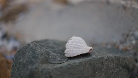 Shell on a rock Stock Footage 113965747