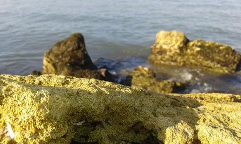 Shell Rock Stock Photos