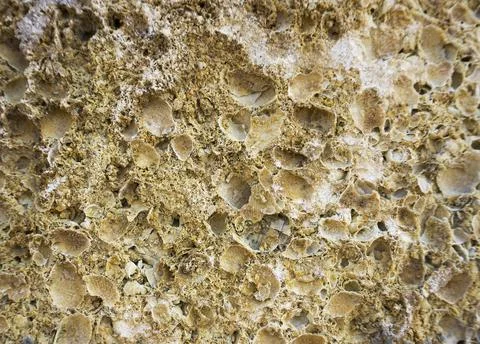 Shell rock texture close up Stock Photos