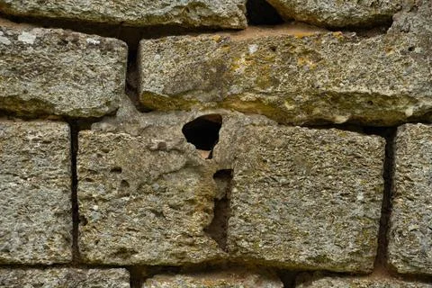 Shell rock wall, stone background close up Stock Photos