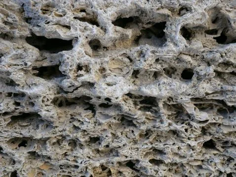 Shell rock wall texture. Coquina stone background. Stock Photos