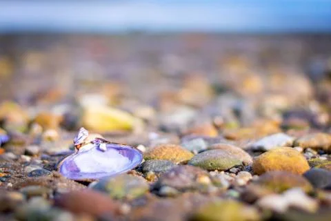 Shell on Rocky Beach Stock Photos