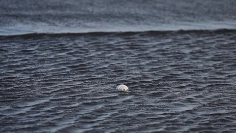Shell rolling in water of indian ocean Stock Footage 283748031