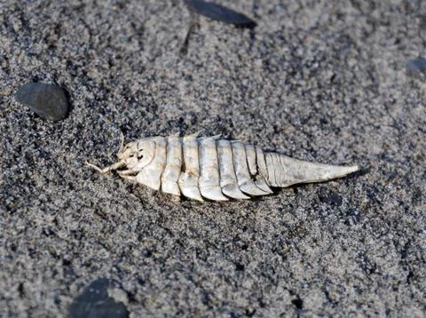 Shell of a Saduria entomon Stock Photos