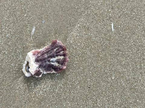 Shell on the sand-001 (2) Stock Photos