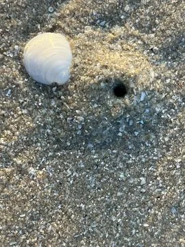 Shell on the sand-1 (1) Stock Photos