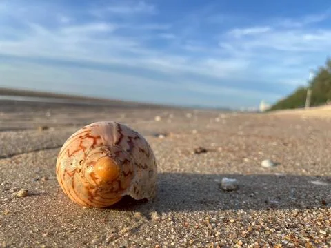 Shell on the sand-1 (11) Stock Photos