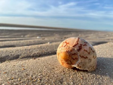 Shell on the sand-1 (12) Stock Photos
