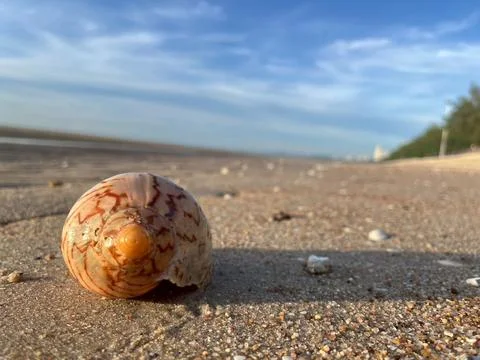 Shell on the sand-1 (13) Stock Photos