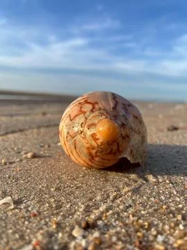 Shell on the sand-1 (14) Stock Photos