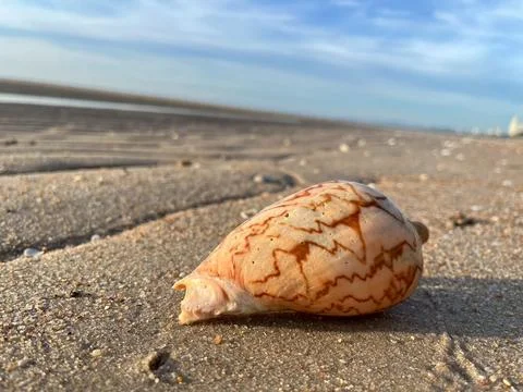 Shell on the sand-1 (16) Stock Photos