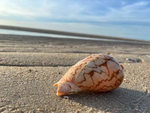 Shell on the sand-1 (17) Stock Photos