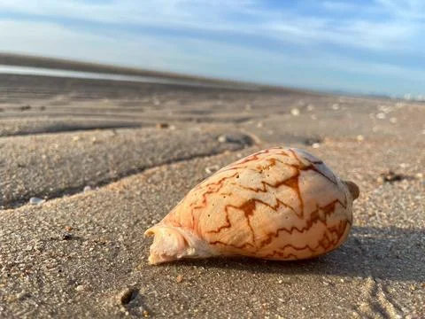 Shell on the sand-1 (18) Stock Photos