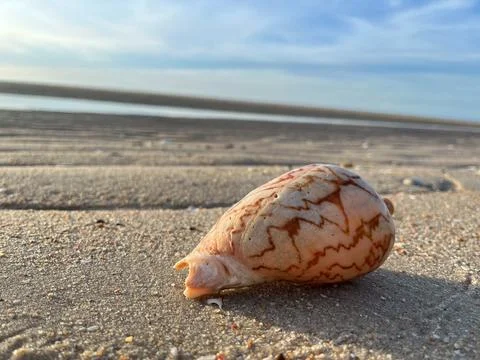 Shell on the sand-1 (19) Stock Photos
