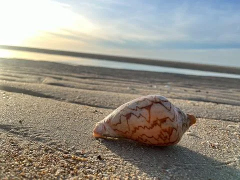 Shell on the sand-1 (20) Stock Photos